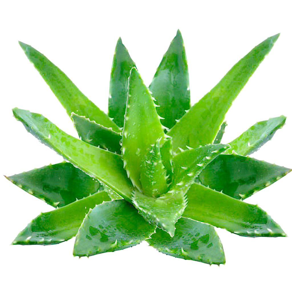 Aloe vera plant